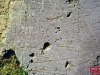 01seradina cervi_duellanti.jpg
